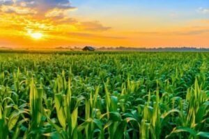 Valuing Agricultural Land